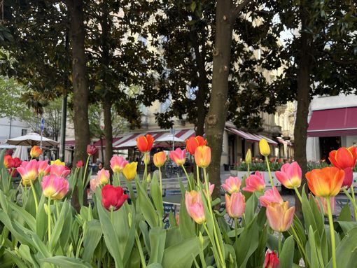 Messer Tulipano porta oltre 3 mila bulbi in piazza Emanuele Filiberto Messer Tulipano porta oltre 3 mila bulbi in piazza Emanuele Filiberto