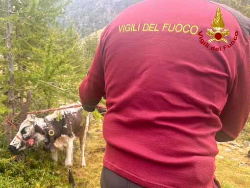 Una mucca e il suo vitello erano rimasti incastrati a 2000 metri di quota Una mucca e il suo vitello erano rimasti incastrati a 2000 metri di quota