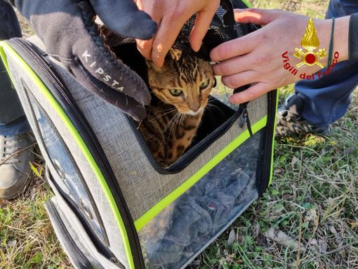 gatto salvato