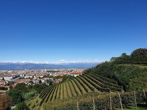 Direzioni regionale Musei lancio il bando per la concessione dell’antica vigna di Villa della Regina Direzioni regionale Musei lancio il bando per la concessione dell’antica vigna di Villa della Regina