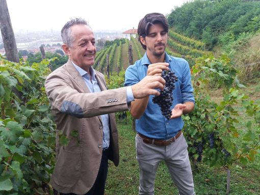 Per la vigna di Villa della Regina sarà "un'ottima annata": ecco l'uva miracolosa che sovrasta Torino [FOTO]