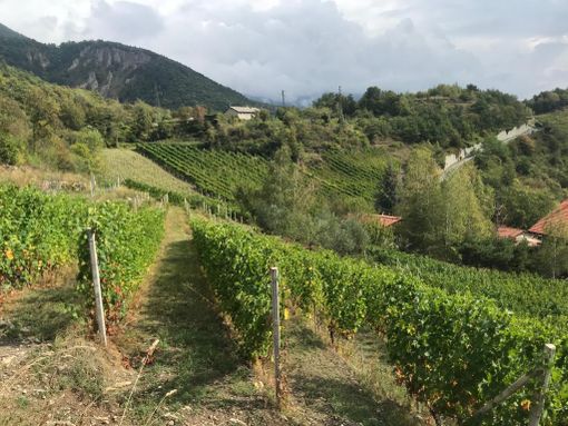 Nasce l'elenco regionale dei vigneti eroici e storici del Piemonte