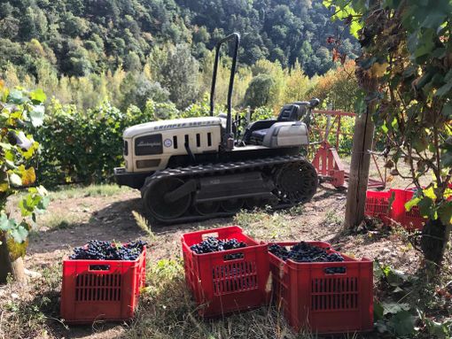 Coronavirus, le proposte di CIA Agricoltori Italiani del Piemonte per il comparto vinicolo