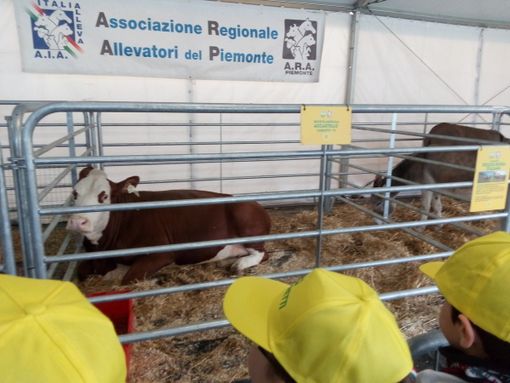 Coronavirus, Coldiretti Piemonte alza la voce: "Basta fake news sulle nostre stalle” Coronavirus, Coldiretti Piemonte alza la voce: "Basta fake news sulle nostre stalle”