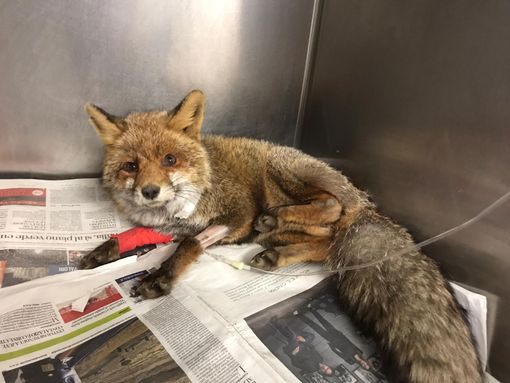 Su una volpe a Cuorgnè il primo intervento del progetto "Salviamoli insieme on the road"