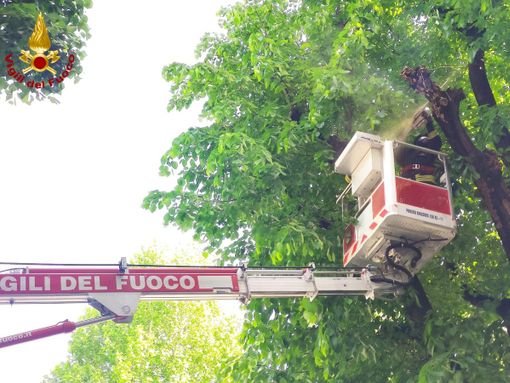Vigili del Fuoco, rimosso un grosso ramo pericolante a Borgone