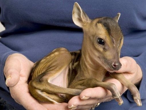 Una protesi per la cerva salvata a maggio dagli agenti faunistico-ambientali ad Oulx (VIDEO)