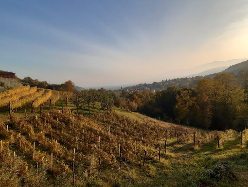 Le vigne di Giro di vite