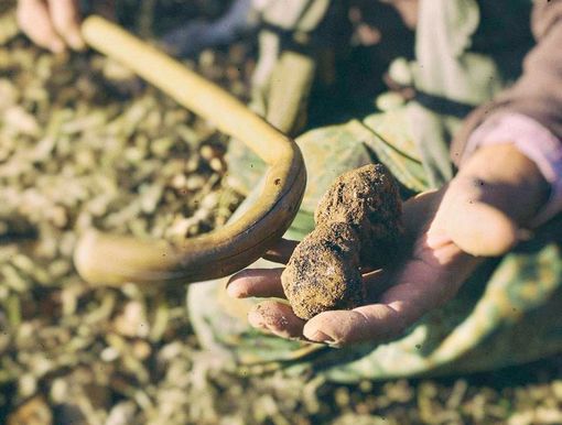 Montemale e il suo oro nero: il tartufo che racconta la Valle Grana