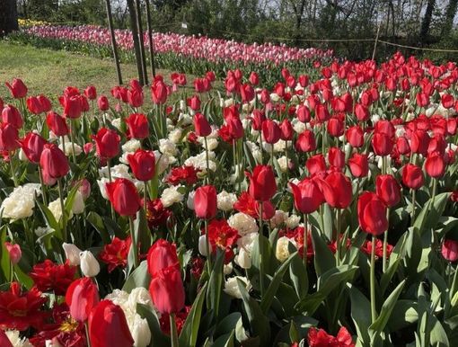 Messer Tulipano, da oggi al 1° Maggio biglietto ridotto a 9 euro