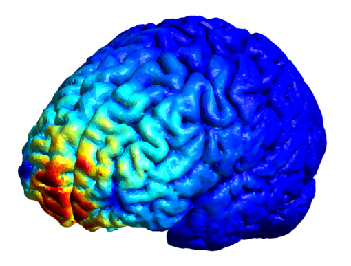 Studio di Unito scopre dove si annida nel cervello il meccanismo che produce paura e ansia Studio di Unito scopre dove si annida nel cervello il meccanismo che produce paura e ansia