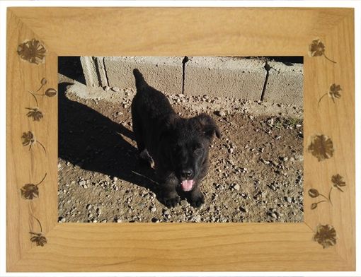 Da Rivalta a Cavour, fino a Bibiana: tanti amici a 4 zampe in cerca di una casa Da Rivalta a Cavour, fino a Bibiana: tanti amici a 4 zampe in cerca di una casa