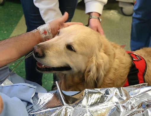 La pet therapy prende casa all'Engim di Nichelino (foto d'archivio)