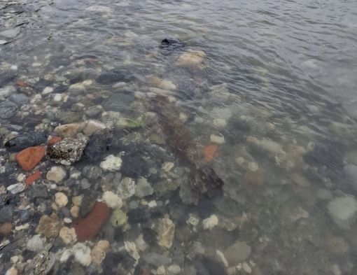 Bonifica a Torino di un ordigno risalente alla Seconda Guerra Mondiale Bonifica a Torino di un ordigno risalente alla Seconda Guerra Mondiale