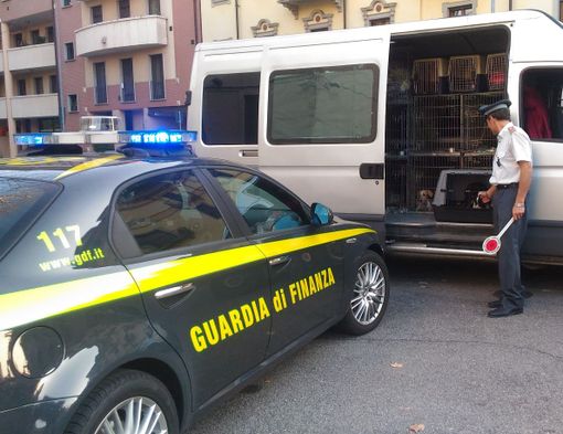 Commercio illegale di cuccioli di cane: la Guardia di Finanza intercetta un furgone al casello di Novara Est