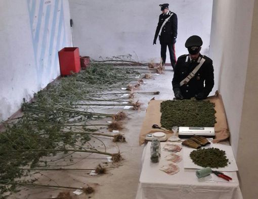 Coltiva una piantagione di marijuana nei boschi: arrestato un operaio