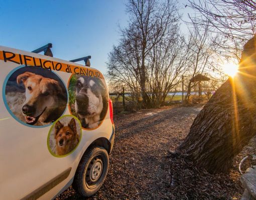 Carenza di vaccini e adozioni instabili: cambia il mondo per cani e gatti Carenza di vaccini e adozioni instabili: cambia il mondo per cani e gatti