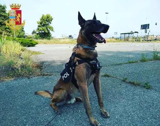 cane poliziotto cane poliziotto