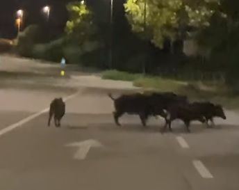 Emergenza cinghiali, &quot;servono più prevenzione e informazione che l'abbattimento degli animali&quot;