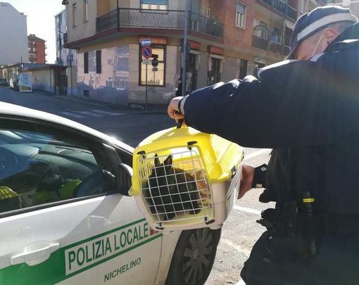 il coglio salvato dai vigili di Nichelino