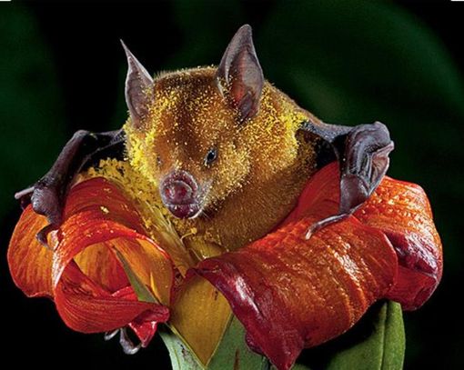 Gli impollinatori: non solo le api e gli insetti. E se non fosse per le zanzare... Gli impollinatori: non solo le api e gli insetti. E se non fosse per le zanzare...