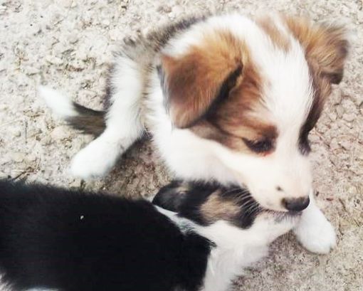 Deliziosi cuccioli cercano casa tra Torino e provincia Deliziosi cuccioli cercano casa tra Torino e provincia