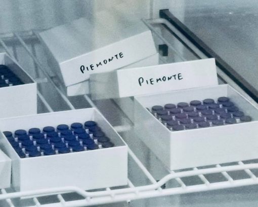 Fiale di vaccino per il Covid della Pfizer