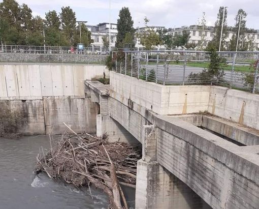 I tronchi e i rami che intasano la Dora preoccupano i cittadini I tronchi e i rami che intasano la Dora preoccupano i cittadini