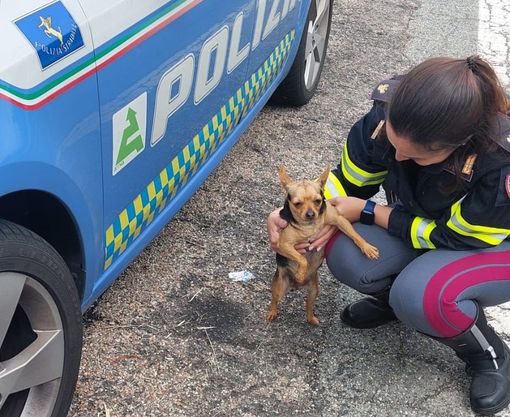 cagnolino salvato dalla Polstrada