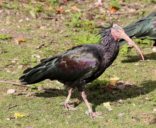 A Collegno tornano gli Ibis Eremita: avvistati quattro esemplari al campo volo A Collegno tornano gli Ibis Eremita: avvistati quattro esemplari al campo volo