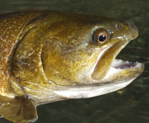 La trota marmorata