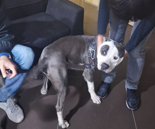 cane alla catena - foto d'archivio