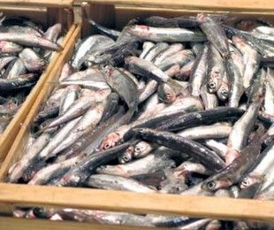 Porta Palazzo: se il pesce va “fuori mercato” Porta Palazzo: se il pesce va “fuori mercato”