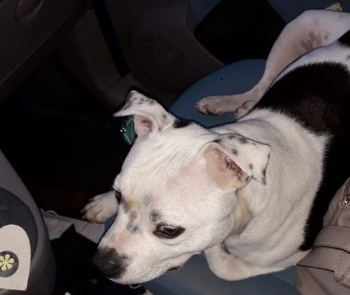 il cane ritrovato a nichelino il cane ritrovato a nichelino