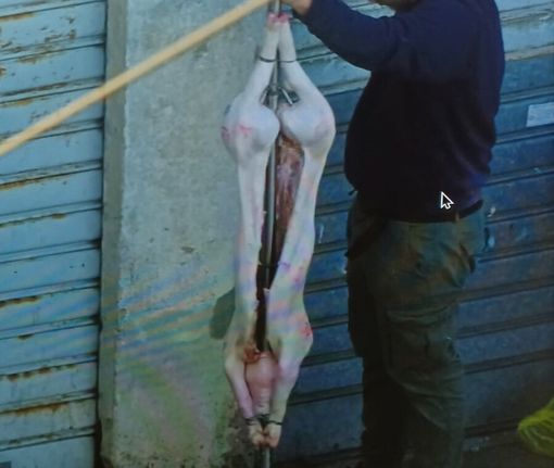Un maiale appeso in via Rubino
