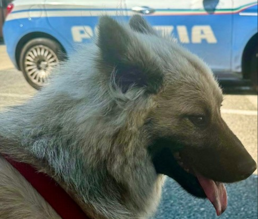 Il mezzo, sottratto sabato, era in corso Tazzoli: gli agenti hanno ritrovato ed aiutato Tais