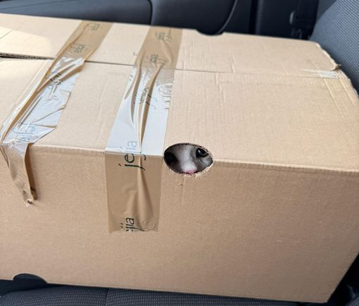 Micina abbandonata a Nichelino in un grosso scatolone di carta Micina abbandonata a Nichelino in un grosso scatolone di carta