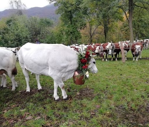 L’orgoglio degli allevatori di Bobbio Pellice: domenica torna la Fîra
