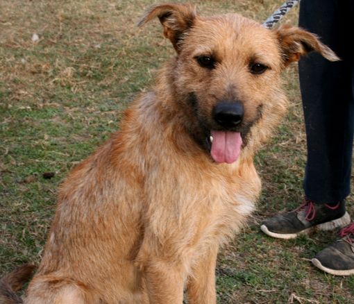 Biagio, il cane che tutti vorrebbero avere