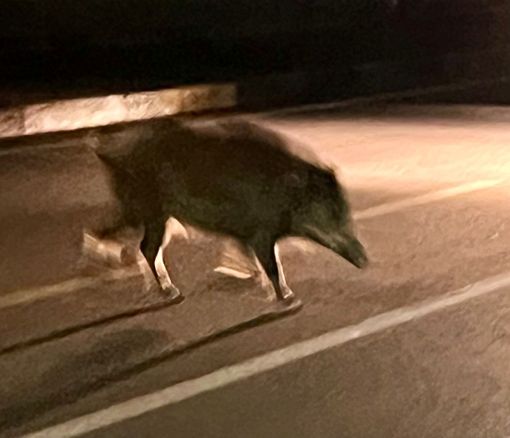 Paura a Mirafiori sud: branco di cinghiali attraversa la strada di notte