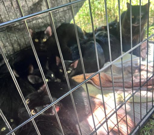 Una quindicina di gattini abbandonati lungo le rive del Sangone a Nichelino