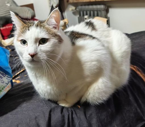 Uno dei gatti da adottare