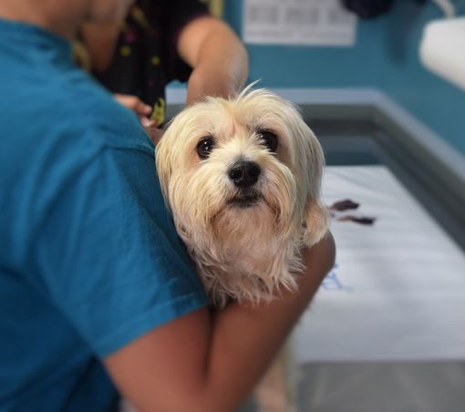 Amici animali: quando rivolgersi a un veterinario nutrizionista?