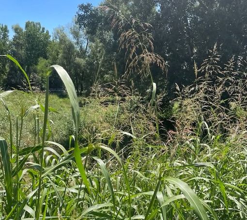 Moncalieri, l'area pic nic vicino al Chisola sommersa dall'erba alta