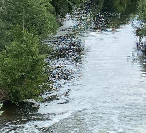 Nichelino, sversamento di liquami nel Sangone: indagano Polizia locale e Arpa Nichelino, sversamento di liquami nel Sangone: indagano Polizia locale e Arpa