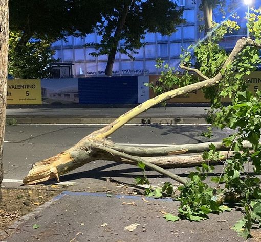 La porzione dell'albero si è spezzata di netto ed ha invaso la carreggiata