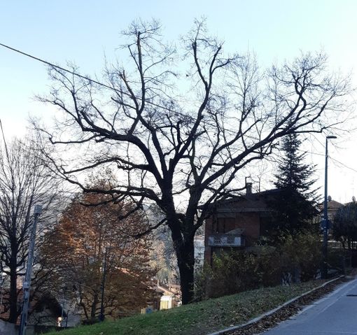 Albero abbattuto Cavoretto