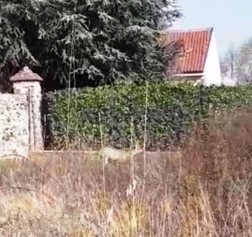 Cerbiatto in uno spazio di Grugliasco Cerbiatto in uno spazio di Grugliasco