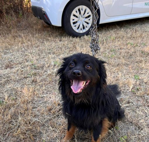 cane abbandonato nichelino cane abbandonato nichelino