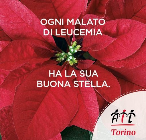 Le stelle di Natale Ail Le stelle di Natale Ail